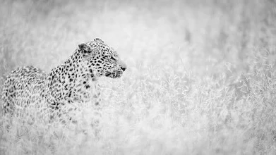 Portrait eines Leoparden im Krüger Nationalpark, sanfte Farben und ruhige Stimmung.