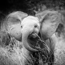Photo art by Dennis Wehrmann: portrait of a baby elephant in Kruger National Park.