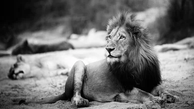 Wall art by Dennis Wehrmann: majestic lion in Kruger National Park