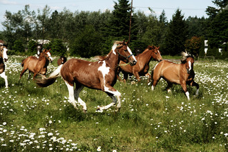 Kevin Russ, Spring Horse Run (United States, North America)