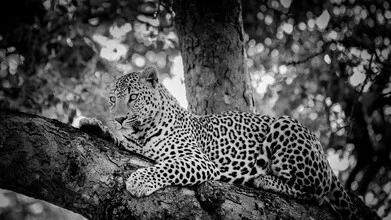 Portrait of a leopard in the African wilderness, soft colors and calm expression.