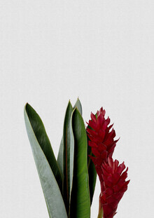 Orara Studio, Red Flower (Hong Kong, Asia)