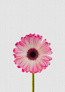 Orara Studio, Daisy Still Life (Hong Kong, Asia)