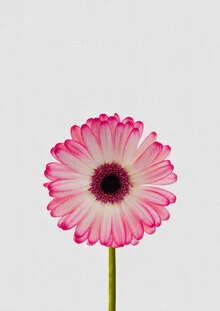 Charming still life featuring a delicate daisy flower.