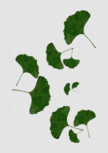 Orara Studio, Ginkgo Leaf I (United Kingdom, Europe)