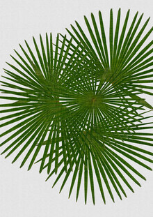 Orara Studio, Fan Palm (United Kingdom, Europe)