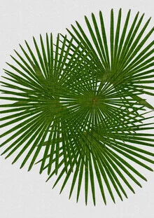Photo art by Orara Studio: abstract depiction of a fan palm