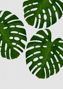 Orara Studio, Monstera Leaf III (United Kingdom, Europe)