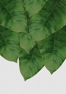 Wall art featuring a green banana leaf, exuding a calm natural vibe.