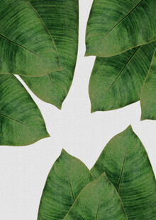 Orara Studio, Banana Leaf I (United Kingdom, Europe)