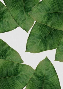 Photo art by Orara Studio: detailed shot of a banana leaf
