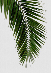 Orara Studio, Palm Leaf I (Hong Kong, Asia)