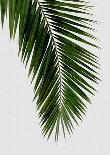 Photo art by Orara Studio: close-up of a palm leaf in soft shades of green.
