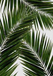 Orara Studio, Palm Leaf III (Hong Kong, Asia)