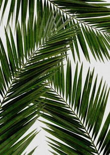 Photo art featuring palm leaves in soft green tones with an abstract style