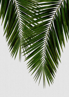 Orara Studio, Palm Leaf II (Hong Kong, Asia)