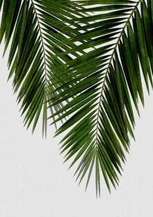 Photo art featuring palm leaves, soft colors, and a calm atmosphere.