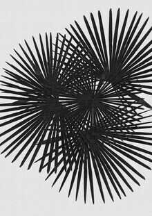 Orara Studio, Fan Palm Black & White (United Kingdom, Europe)