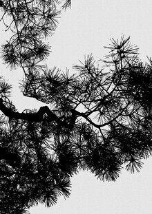 Orara Studio, Pine Tree Black & White (United Kingdom, Europe)