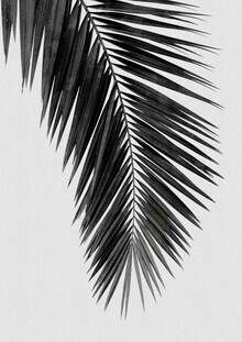 Orara Studio, Palm Leaf Black & White I (United Kingdom, Europe)
