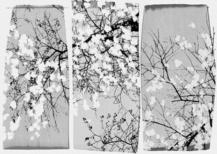 Orara Studio, Oriental Blossom (Japan, Asia)