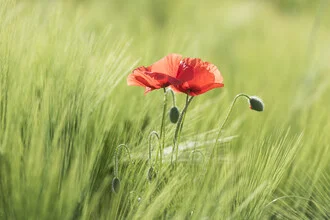 Zwei Mohnblumen in einem Kornfeld, die sanft im Sommerwind wiegen.