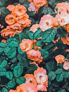 Wall art by Uma Gokhale: playful illustration of flowers and leaves