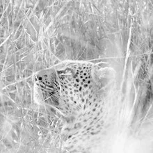 Photo art by Dennis Wehrmann: portrait of a leopard in its natural African habitat.