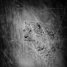 Fotokunst eines Leoparden, der ruhig in der afrikanischen Savanne sitzt