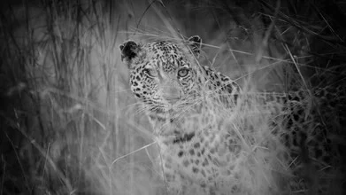 Photo art of a leopard in nature, soft colors and calm mood.