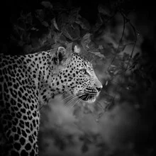 Photo art by Dennis Wehrmann: Portrait of a leopard from South Africa.
