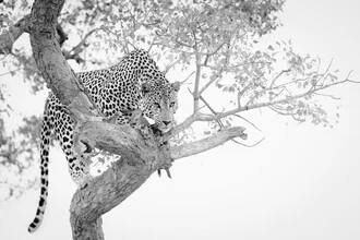 Photo art by Dennis Wehrmann: Leopard resting by a tree in Kruger National Park