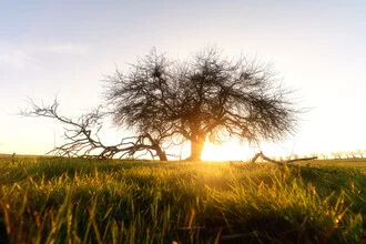 Photo art by Oliver Henze: evening glow over the Harz mountains with meadow and tree