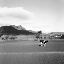 Tas Careaga, Cow (Kape Verde, Afrika)