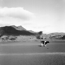 Tas Careaga, Cow