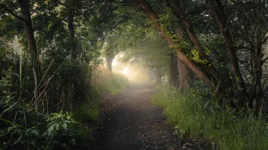 Photo art by Nils Steiner: fog drifting through the forest, calm morning atmosphere.