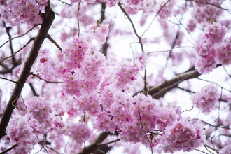 Nadja Jacke - 'Cherry blossoms' | Photocircle.net