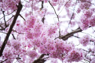Photo art by Nadja Jacke: soft cherry blossoms in gentle colors against a blue sky