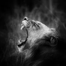 Male lion portrait: a lion yawning, showcasing its majestic mane.