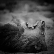 Male lion with a majestic mane against a natural backdrop