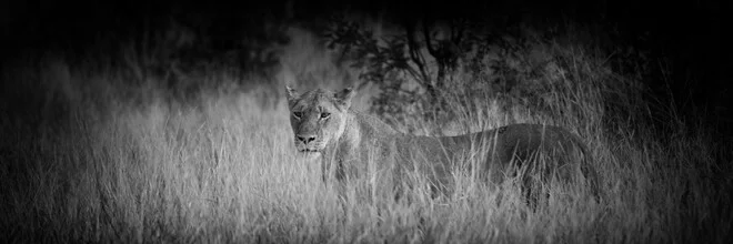 Photo art by Dennis Wehrmann: calm lion in panoramic view on the African savannah