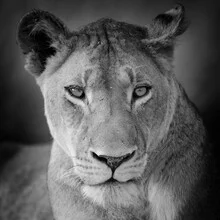 Close-up of a lion with piercing eyes and a calm demeanor