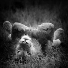 Photo art by Dennis Wehrmann: portrait of a majestic lion in Kruger National Park