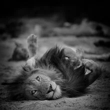 Portrait of a lion sitting majestically in the African savannah.