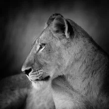 Portrait of a lion with striking eyes in a calm atmosphere