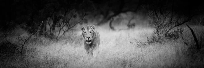 Panoramic portrait of a male lion in Kruger National Park, calm and majestic.