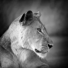 Portrait of a lion in Kruger National Park, calm presence in a natural setting.