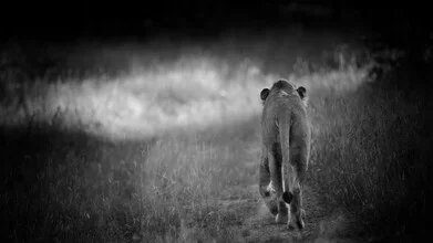 Photo art by Dennis Wehrmann: majestic lion in Kruger National Park