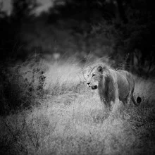 Portrait of a male lion in Kruger National Park, conveying calmness and strength.