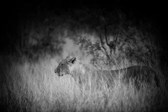 Portrait of a lion, soft colors and calm expression in Kruger National Park.